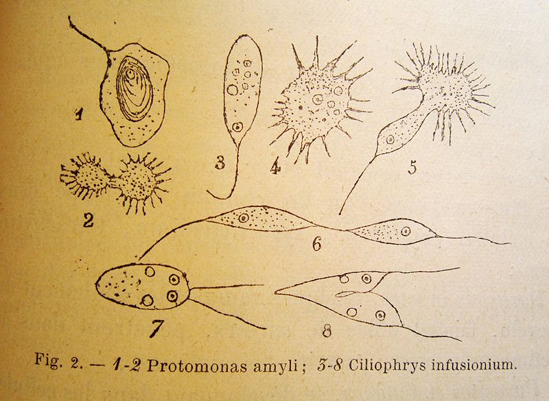 File:800px-Schets Les micro-organismes.jpg