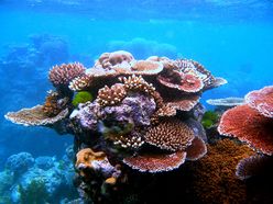 File:248px-Coralreefwikimediacommons.jpg
