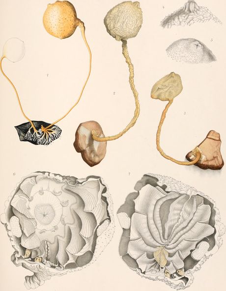 File:460px-Resultatsdu voyage du S.Y. Belgica 1913.jpg