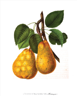 File:300px-Delice d'hardenpont.png