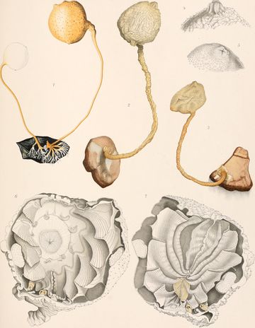 File:360px-Resultatsdu voyage du S.Y. Belgica 1913.jpg