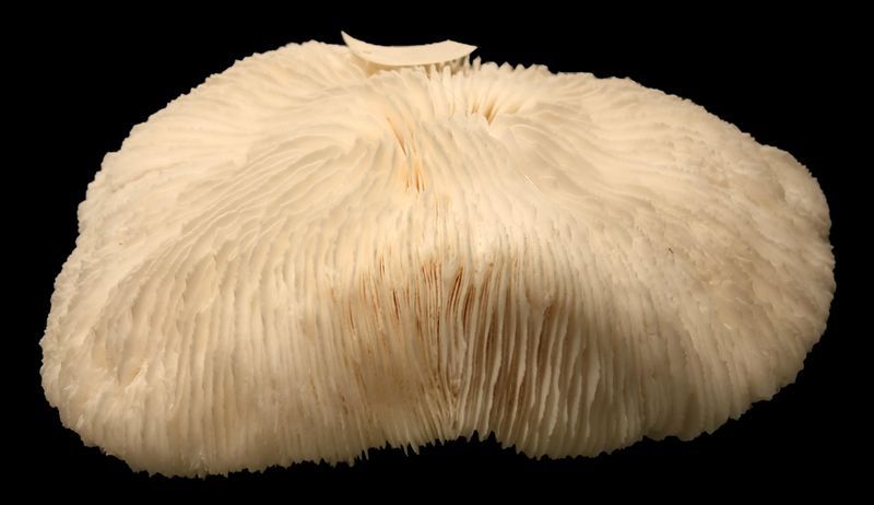File:Fungiakoraald.jpg