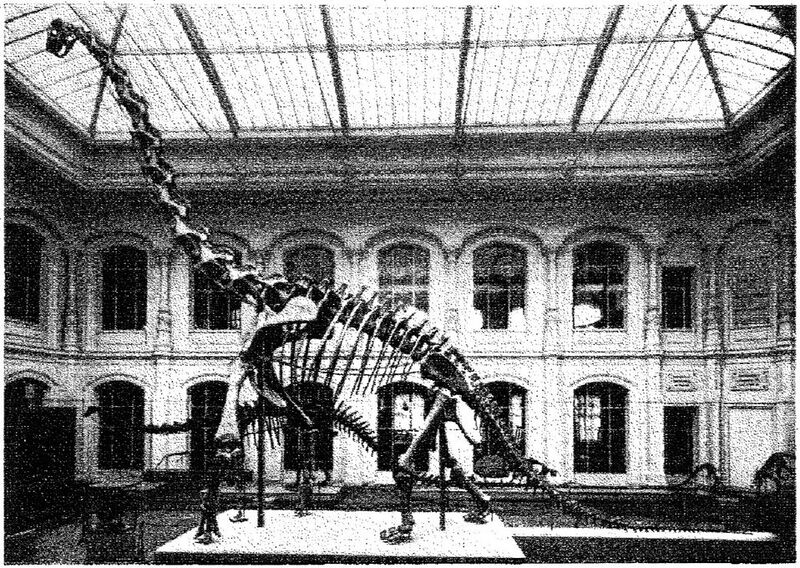 File:958px-Brachiosaurusberlijn.jpg