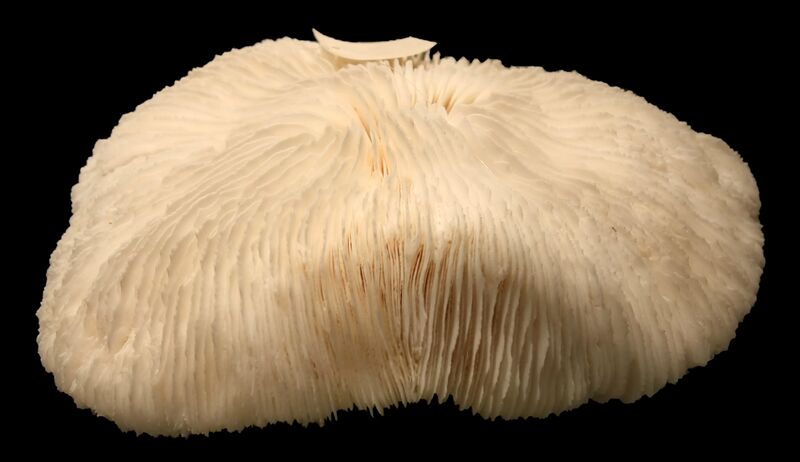 File:20170324215211!Fungiakoraald.jpg