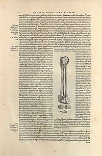 Planche des os. Source: ‘‘Fabrica’’, 2.