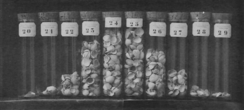 File:1040px-Wery plaat van kokkels.jpg