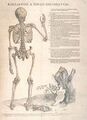 131px-Tabulae analomicae ou Tabulae sex.jpg