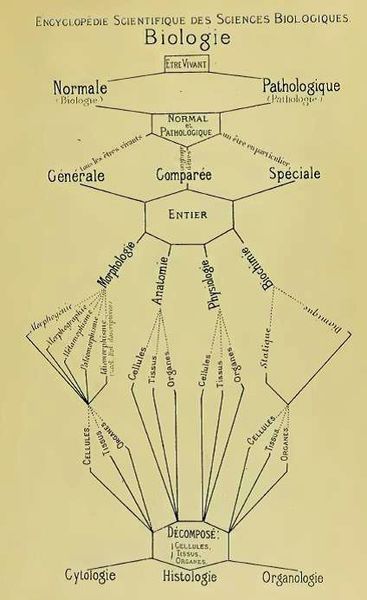 File:20200302160431!Carnoy Biological Disciplines.jpg