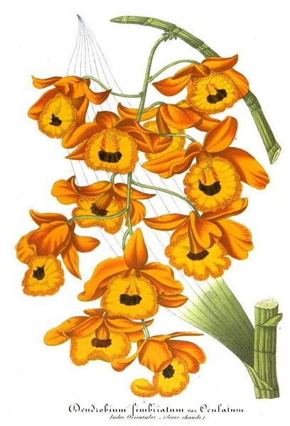 File:20210218151240!Illustration horticole.jpeg