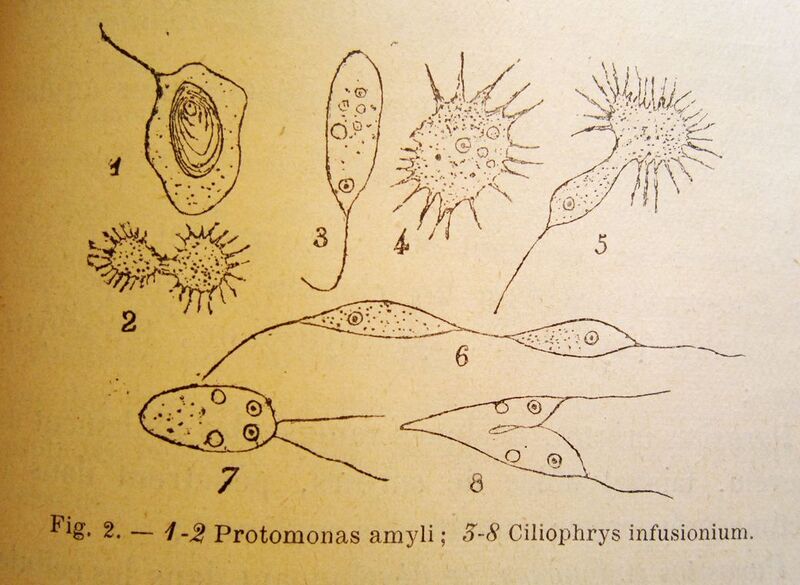 File:1040px-Schets Les micro-organismes.jpg