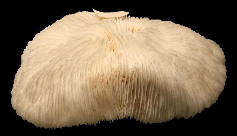 File:1599px-Fungiakoraald.jpg