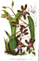 20140625115834!Orchidee plaat illustration horticole.png