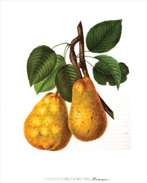 File:600px-Delice d'hardenpont.png