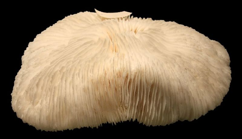 File:1004px-Fungiakoraald.jpg