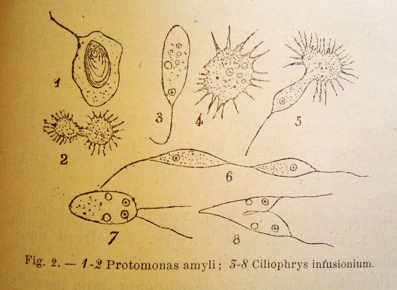 File:1200px-Schets Les micro-organismes.jpg