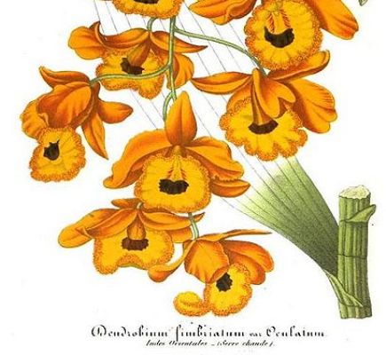 File:Illustration horticolegalerij.jpeg