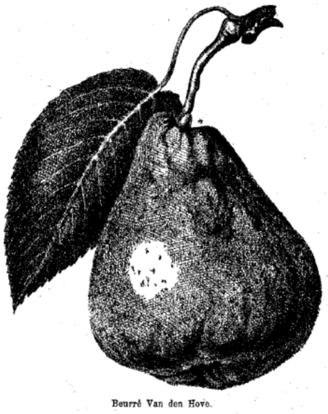 File:50 variétés.png