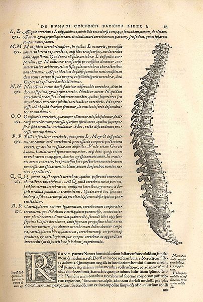 File:Voorblad Fabrica ruggenwervel.jpg