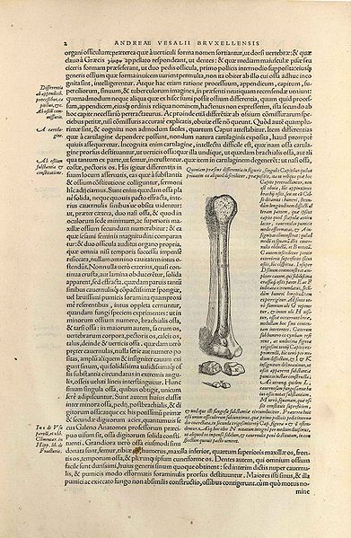 File:Fabrica bot.jpg