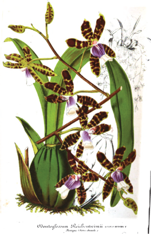 De orchidee was een geliefkoosd onderwerp in de tuinbouwtijdschriften Bron: L'Illustration Horticole, 6 (1859).