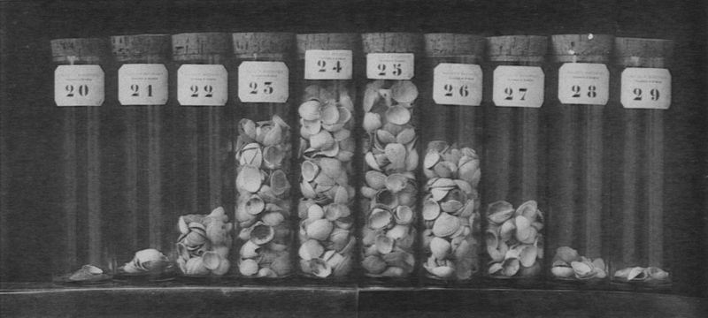 File:Wery plaat van kokkels.jpg