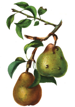 Poir Beurré Colmar Van Mons.png